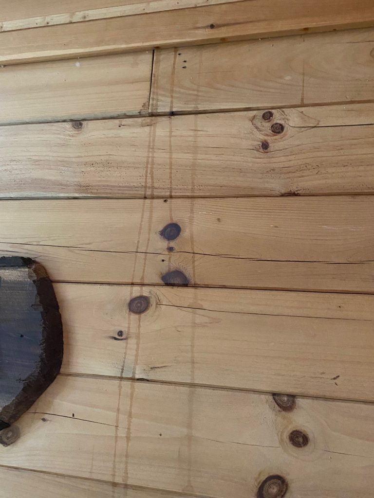 urine stains from flying squirrels 